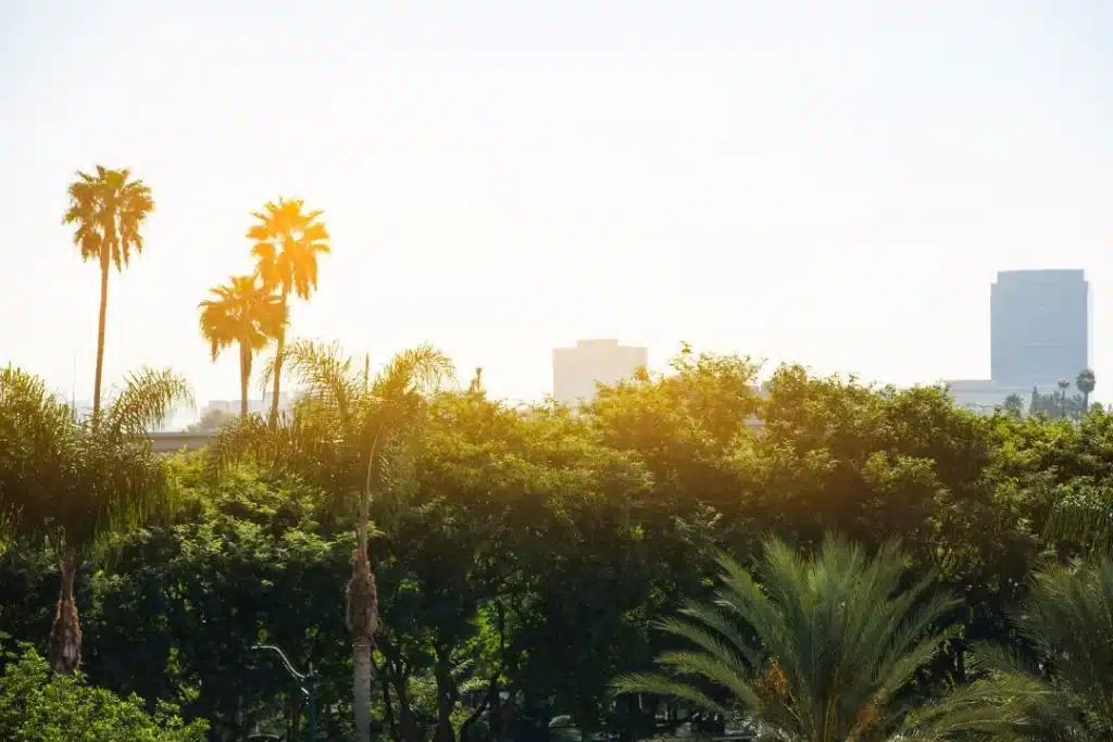 Sunlit Anaheim skyline with palm trees and lush greenery in the foreground—capturing calm and nature near Alter’s women-focused mental health services.