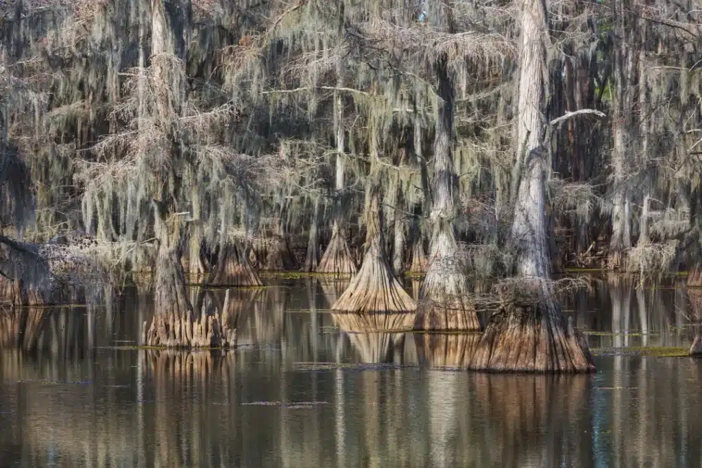 Cypress trees rising from a calm swamp with reflective water.